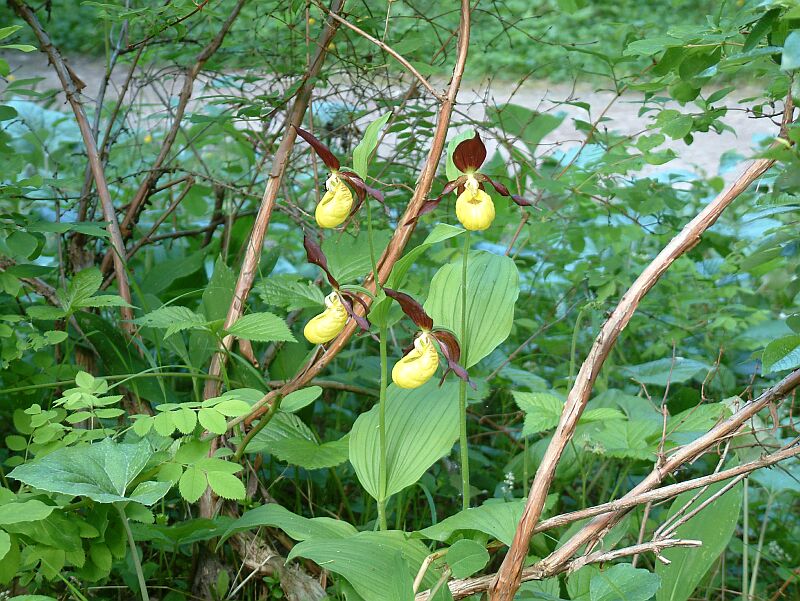 Cypripedium calceolus L.